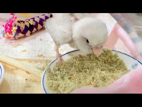 Feb 27/17 Smokey Update - Happy Girl