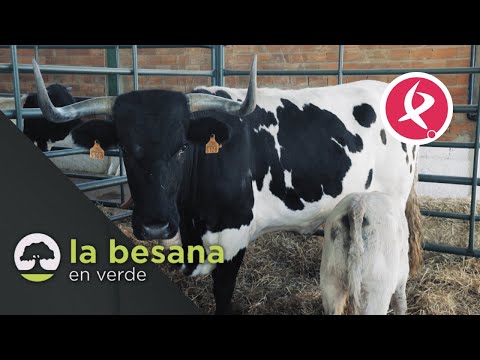 Zafra showcases Spain's finest cattle | La Besana en Verde