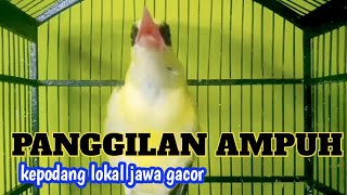 Download lagu KICAU SUARA KEPODANG JAWA di pagi hari VOLUME KERAS pancingan ampuh KEPODANG AGAR bunyi mp3