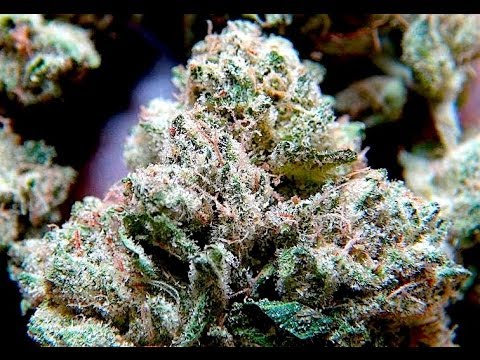 '91 MALUBI PURE KUSH STRAIN REVIEW