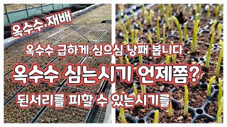 옥수수 심는시기 냉해를 피할수 있는 시기 대학찰옥수수 미흑찰 [옥수수재배방법]