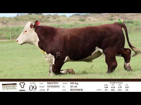 REMATE HEREFORD DA FRONTEIRA - LOTES DA ESTÂNCIA TAMANCA