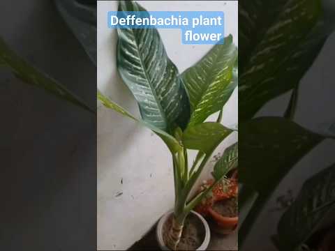 , title : 'Dieffenbachia care Guide |Easiest care tips #shorts #Dieffenbachiatrailer #Trailer #viral'