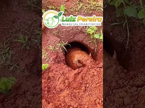 Caçando tatu peba 😱 #Boiadeiro #Boibravo#Agro#Touro#Nelore#Vidanaroça#Pecuarista#Touro