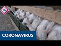 Lammetjes boerderij 't Geertje missen de liefdevolle bezoekers