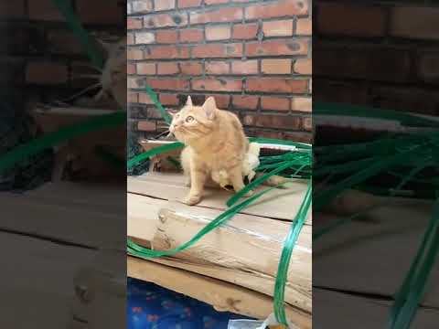 A cat protects chickens from a potential threat.