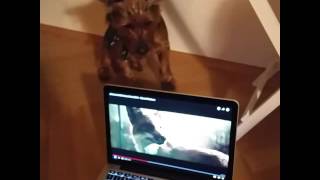John Lewis Commercial - Dog reacting to the John Lewis Christmas commercial