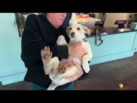 Jalapeño, an adoptable Labrador Retriever & Border Collie Mix in San Antonio, TX_image-1