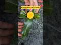 Mango Leaves Decoration Ideas 2023 Diwali Dussehra Decoration Decoration Idea Diwali Dussehra
