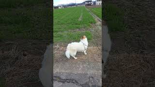 #保護犬 #散歩 #いぬのいる暮らし #いぬ動画 #癒し
