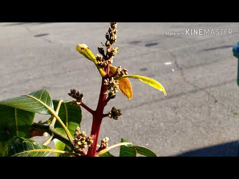 🥭Valencia pride mango pollinated by hoverfly🐝