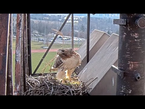 Arthur Arrives To Add A Long Stick To The Red-tailed Hawk Nest – Feb. 9, 2024