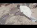 Kenya Huge Python Snake Captured And Given To Nairobi Snake Park February 1976