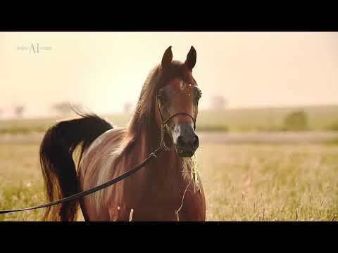 💎 PROTEKCJA 💎 (EKSTERN x PENTRA), 2017 Mare