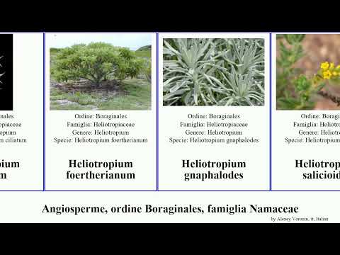Angiosperme, ordine Boraginales, famiglia Namaceae heliotropium angiosperms arborescens Smile Mood