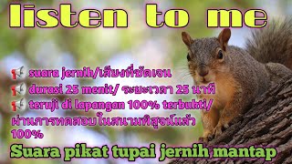 Download lagu Suara pikat tupai paling ampuh dan jernih,กระรอกเทียบท่าทันที(no copyright) mp3