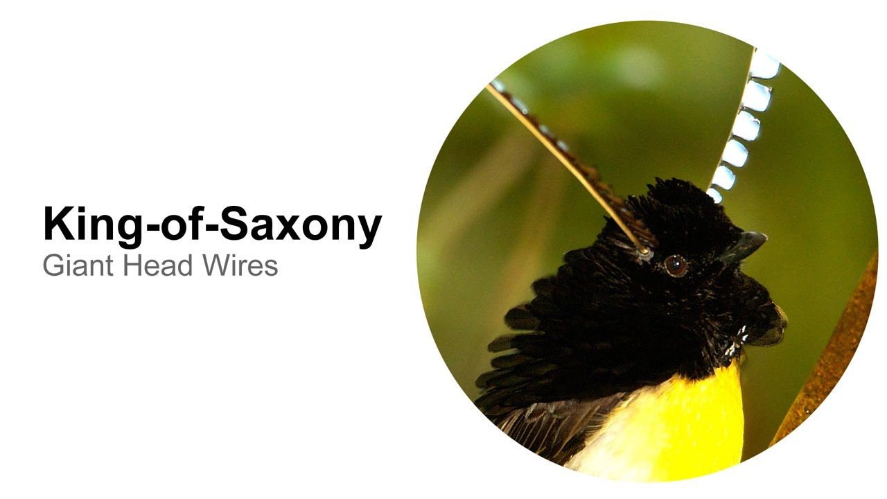 King-of-Saxony: Giant Head Wires