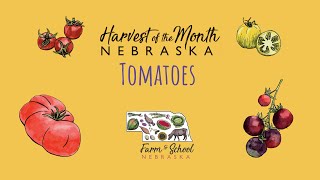 Harvest of the Month: Tomatoes