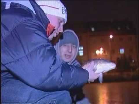 WSZ & CNE - Uwolnić karpia