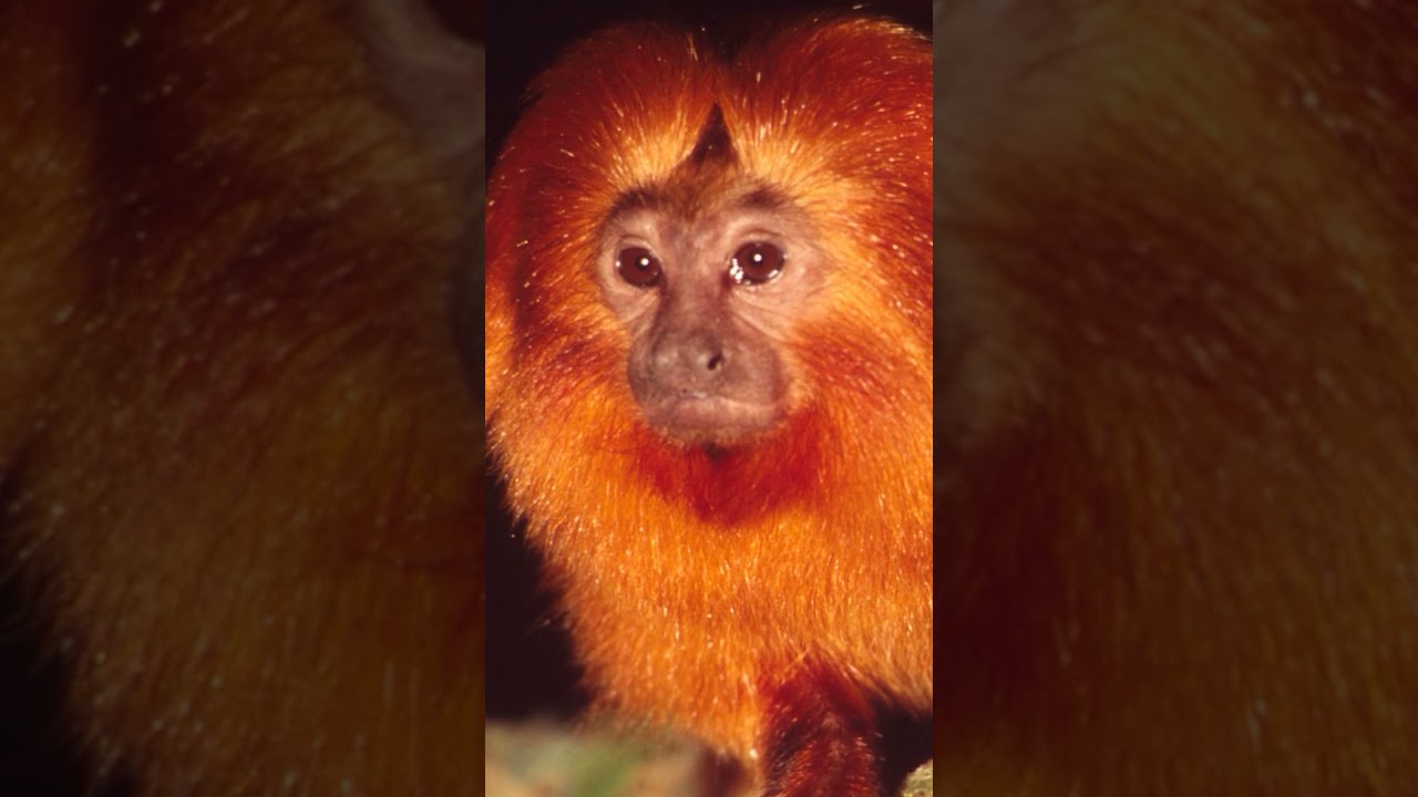 CURIOSIDADES SOBRE O MICO LEÃO DOURADO!