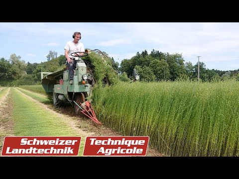 Flax: Sowing and harvesting techniques