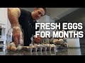 How to preserve eggs naturally for long term storage at home