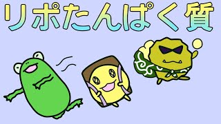 【管理栄養士】リポタンパク質