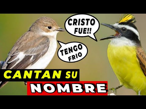 10 AVES QUE CANTAN SU PROPIO NOMBRE ¡No Podras Creerlo! 🤯