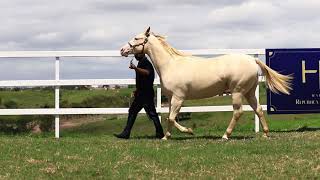 04 - CELESTE ETERNAL CEMM