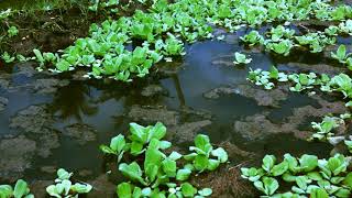 Farm Ecology Wild Lettuce Water Plants in the Rice Field