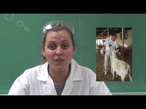 What You Thought You Knew About Genetics, But Didn't: Spider Goats