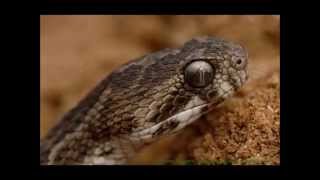 Top 5 Most Dangerous Snakes In Asia