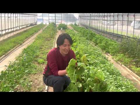 フダンソウの収穫: タイミング、保管、保存に関するヒント 植物