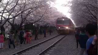 preview picture of video '[ボリューム注意]鎮海の慶和駅の桜のトンネルを激しく通過する回送列車[韓国]'