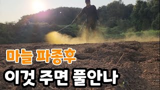 대농들 다 사용하는 마늘밭 풀안나게 이것 처주면 놀라운 효과