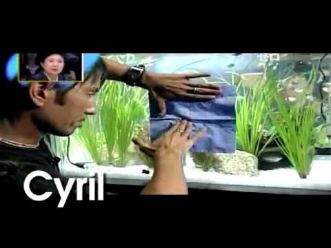 clip5 Cyril fish tank