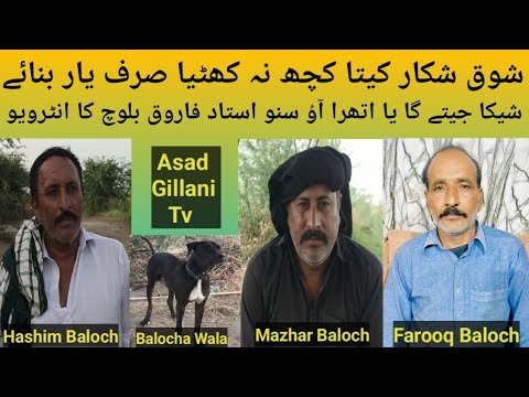 Pakistani Top Class Bully Breed Dog Name Balocha Wala Owner Hashim Baloch Mazhar Baloch Farooq Bloch