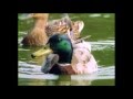Baby Dolittle Neighborhood Animals Part 5 Animal Videos For Kids Baby Einstein