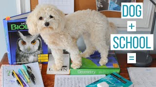 CARING FOR A DOG WHILE MANAGING SCHOOL | Responsibilities of Owning a Maltipoo: Day in the Life