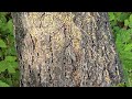 Found an Old Log Filled with Carpenter Ants in Metuchen, NJ