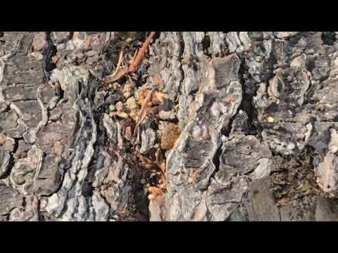 Found an Old Log Filled with Carpenter Ants in Metuchen, NJ