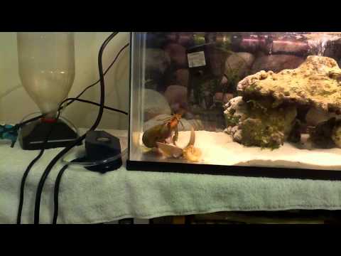 Mantis Shrimp Vs Crayfish