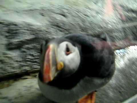 Puffins eat cameras!