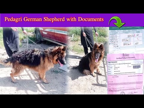 pedagry german shepherd in kohat market 2024 | price negotiation able | kohat mandi