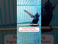 Burung Sogok Ontong Paling Langka Sogon Sogongacor Sogonjuara Sogonmania Sogokontong S
