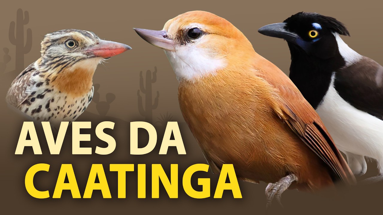 BIRDWATCHING CAATINGA: birds in the rural area of Caatinga, in the interior of Bahia in Brazil!