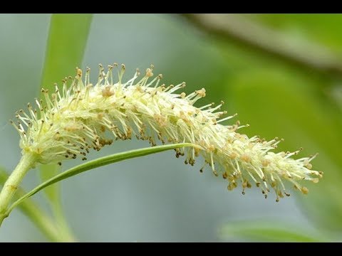 BELA VRBA lek za reumatizam, bronchitis, nesanicu, uznemirenost