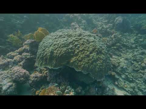 4K Cenotes Dive Relaxation Video - Mexican Underwater Caves - Incredible Underwater World - PART 3