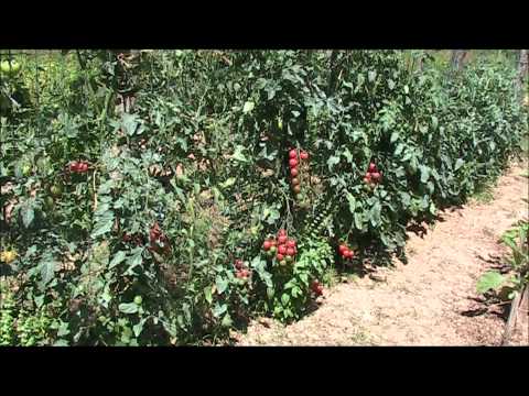 comment appliquer bouillie bordelaise tomates