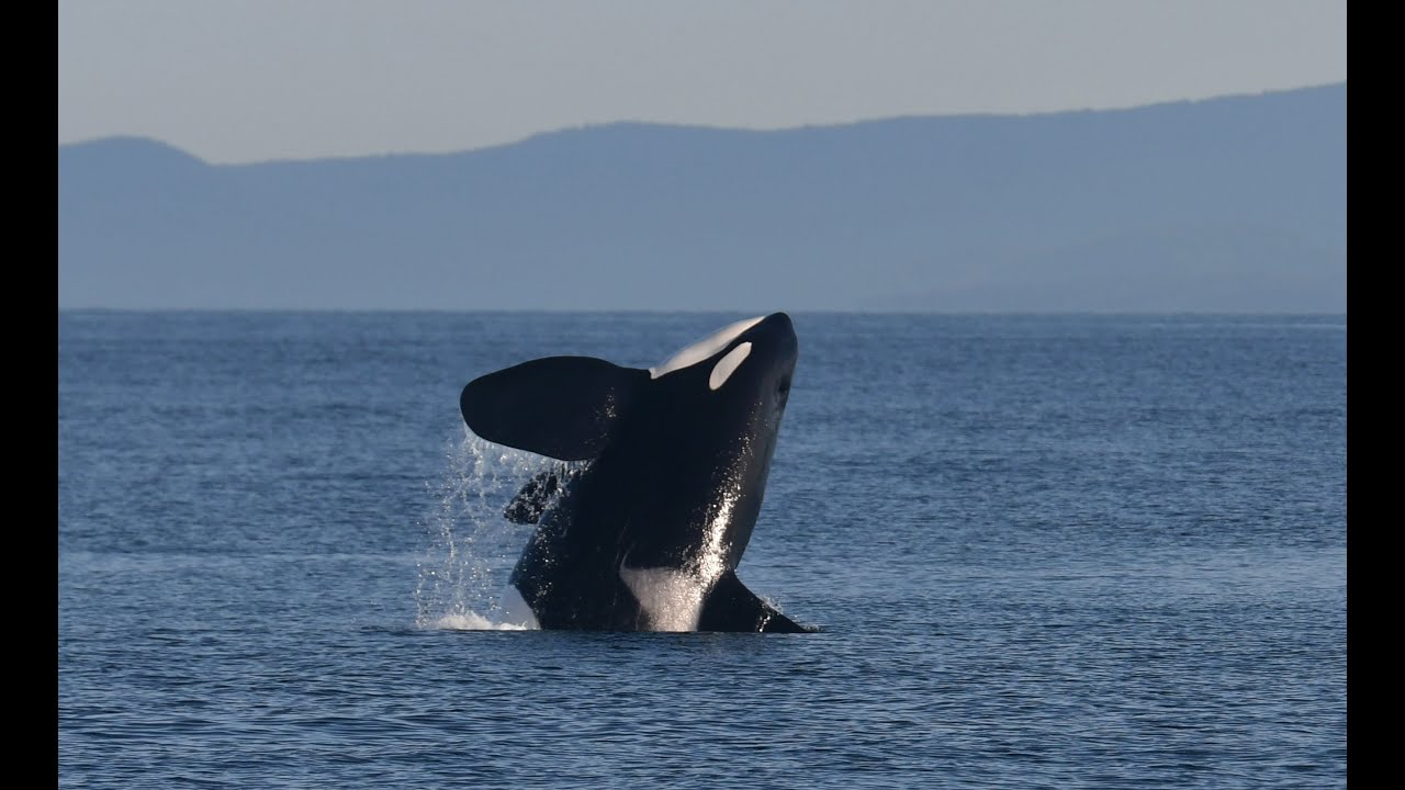 Cetaceans & Sounds   Over-WHALE-ming Noises